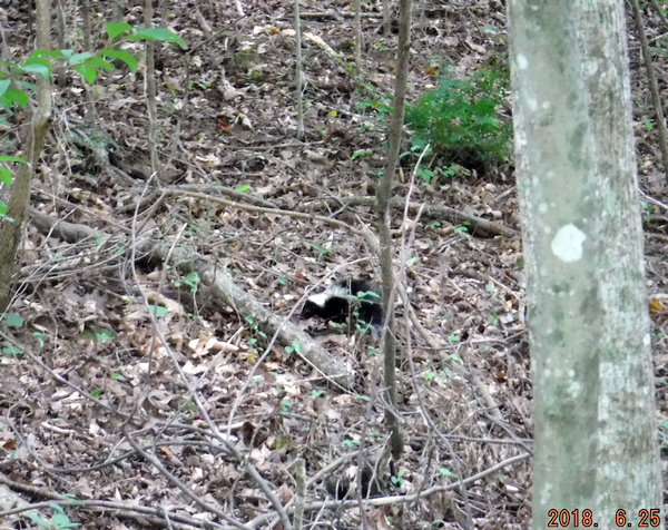 Mama skunk looking for her babies a neighbor killed (he's a major asshole)
